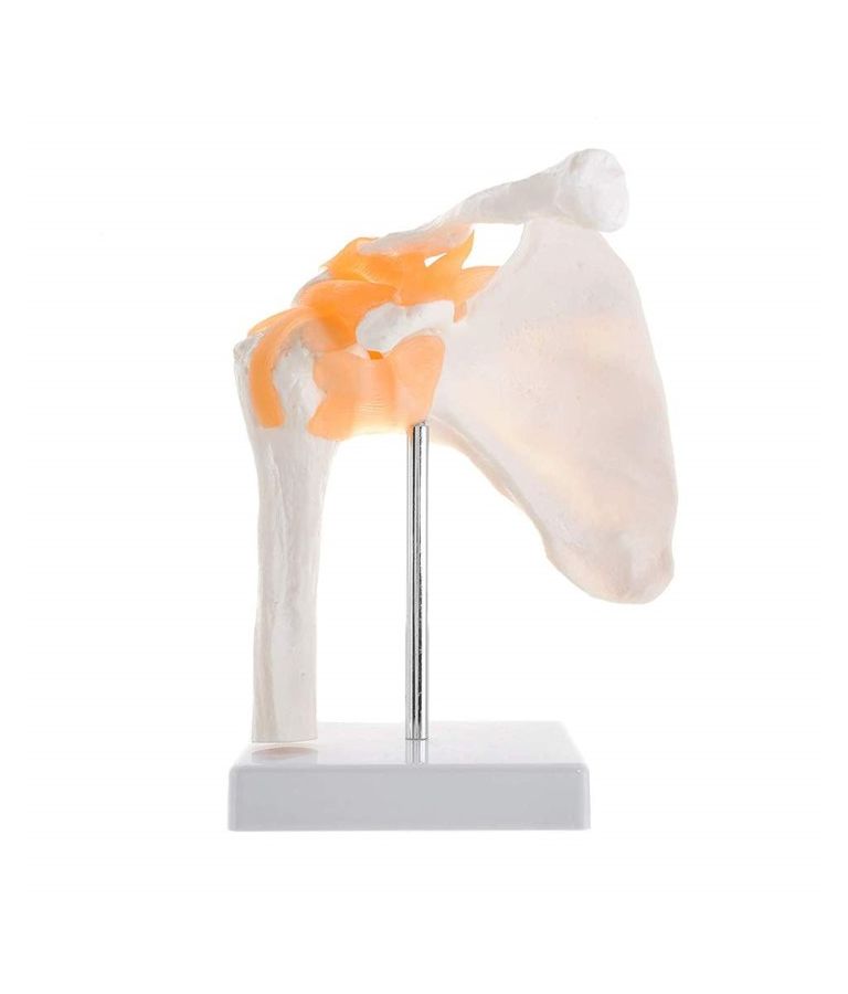 Modèle d'articulation d'épaule